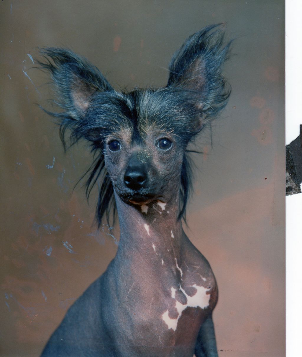 Moonswift Empress Wu