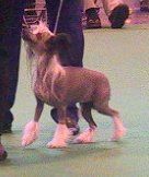 Moonswift Indian Love Call