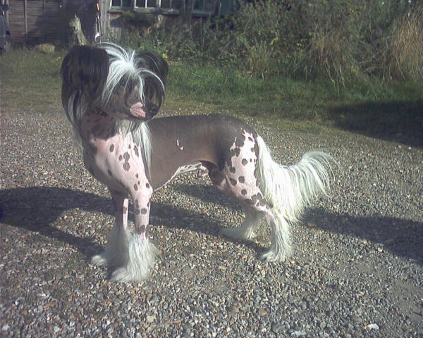 Moonswift Manhattan Moon from Utopiangold