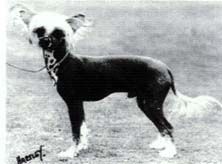 Moonswift Mr Wu of Apocodeodar