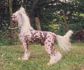 Moonswift White Rajah