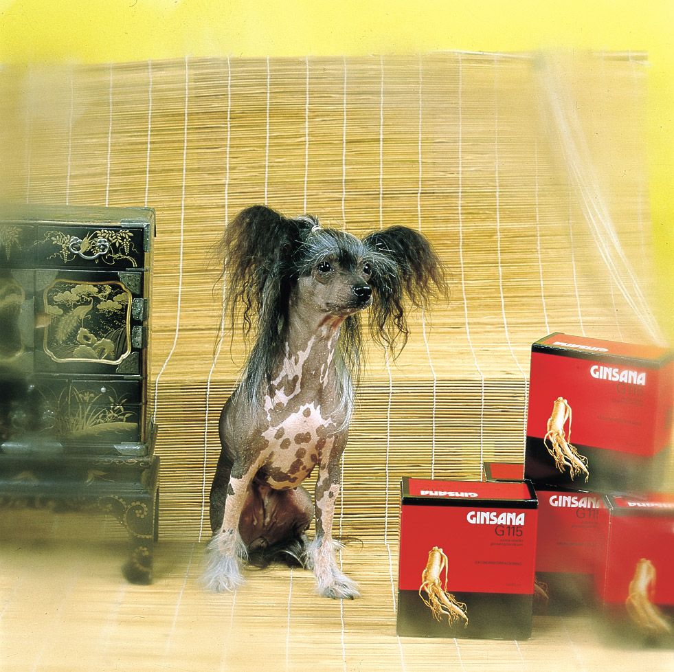 Movalian Lucychrysaor