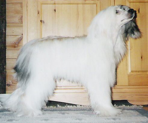 Müslis Musseron