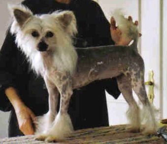 Nadirah von Shinbashi