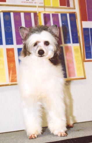 Nenbon's Divine Secret Diva