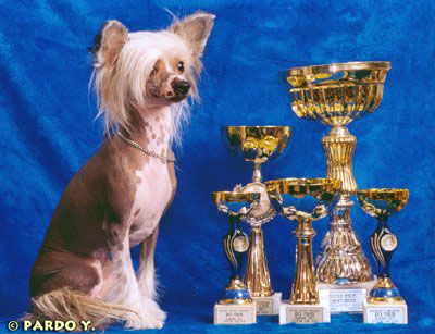 Newbourne I'm A Dutch Girl