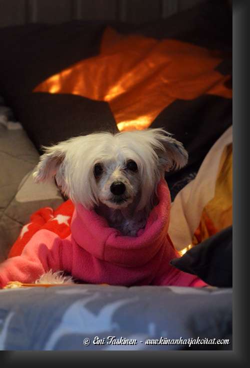 Old Chum's Donna Bella