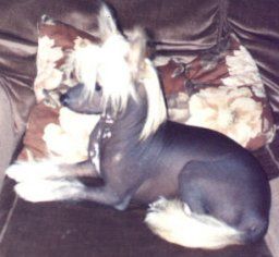 Omegaville Dragon King At Lemiz