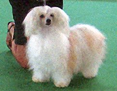 Oriental Jokes Pulcherie