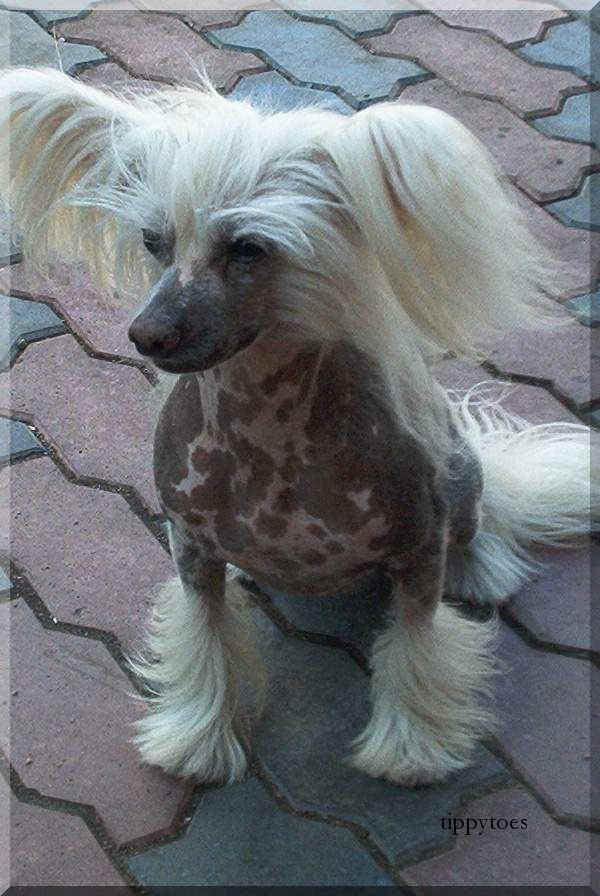 Oriental Jokes Recall