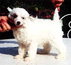 Oriental Jokes Red Dynasty