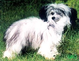 Oriental Jokes Rockstar