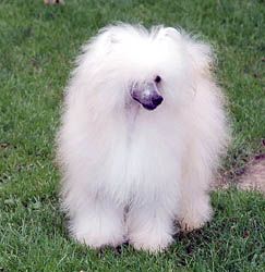 Oriental Jokes Secret d'Etat