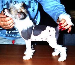 Oriental Jokes Shirley