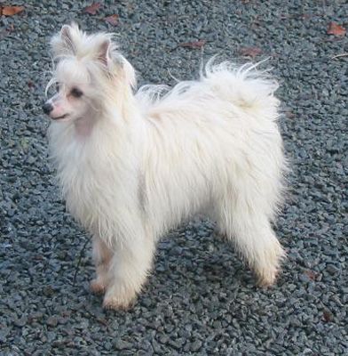 Oriental Jokes Show Must Go On