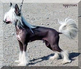 Oriental Jokes Sweet Pyry