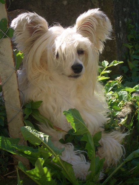 Oriental Jokes Time Bomb