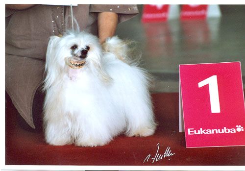 Oriental Jokes True Light Crystal