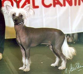 Oriental Jokes Ultra Flash