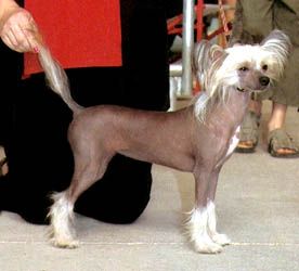 Oriental Jokes Uminem