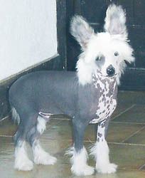 Oriental Jokes Uncover