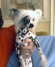 Oriental Jokes Upset