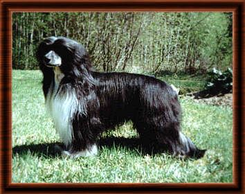 Otellos Louisano Pavarotti