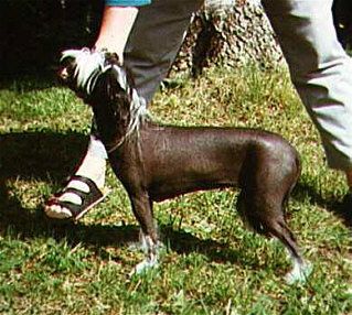 Otellos Virvla Virvelflicka