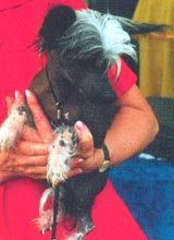 Otesse du Pays Gabaye