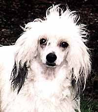 Ovatta Du Domaine De L'Hirondelle