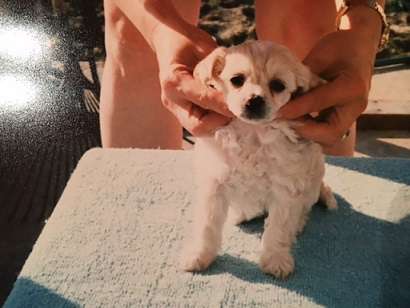 Pahlavi Victoria Lace Wind