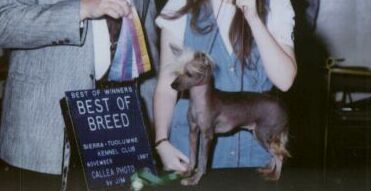 Palmares Imtu Sexyfurmy Coat