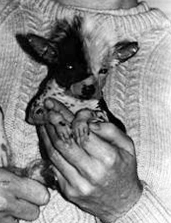 Patrician Cruela De Vil