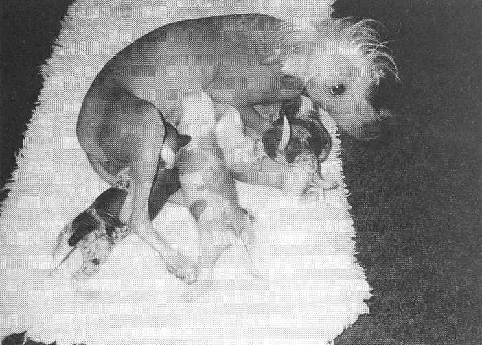 Pekevista Sum Chik Mei Of Kojak