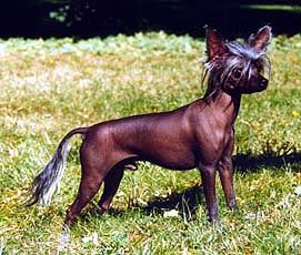 Physical Fascination Prince Quillo