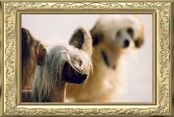 Physical Fascination Shenzi