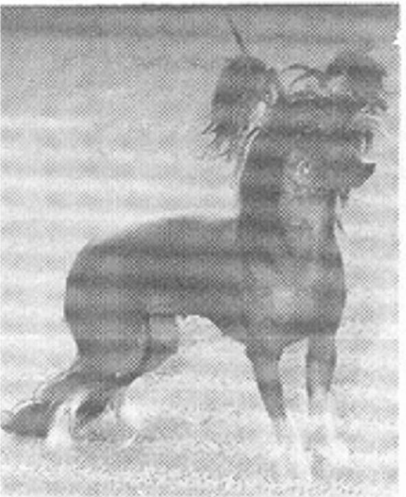 Piece Ovation To Daddy