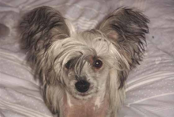 Pinku's Pricku's Day Trippe