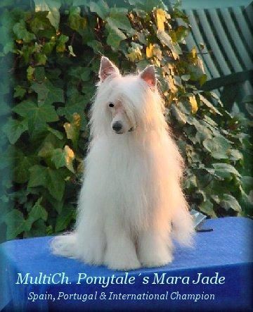 Multi Ch Ponytale's Mara Jade