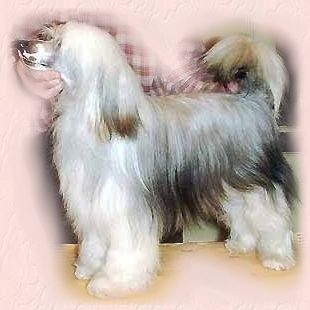 Po Yang du Domaine de L'Hirondelle