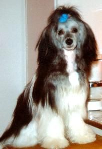 Prefix Elegant In Black and White