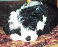 Prefix Favourite Teddy