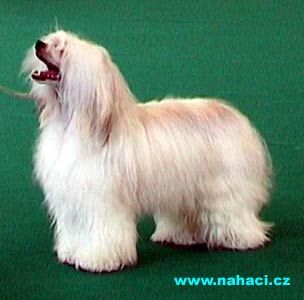 Prefix Honk Your Horn