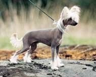 Prefix Lustans Lakej