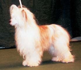 Prefix Pardon My Swedish