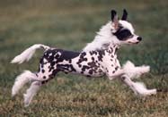 Prefix Wing Commander