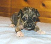 Proud Pony Great Gatsby