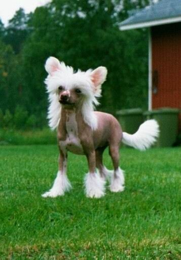 Proud Pony Pure Passion