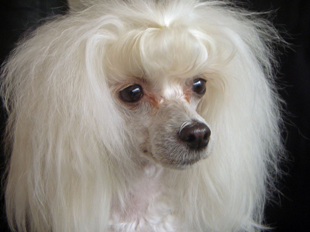 Proud Pony Vanilla Ice