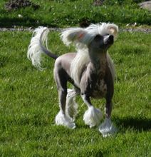 Proud Pony Velvet Paw